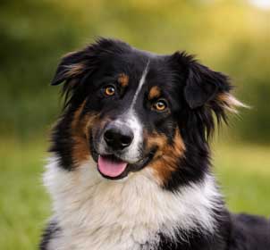 Australian Shepherd Lisha – Namensgeberin der Hundephysiotherapie-Praxis PhysioDog Lisha in Gangelt